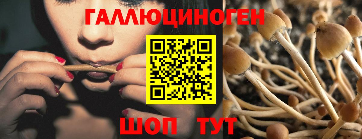 Обнинск  Галлюциногенные грибы Psilocybine cubensis  Вход с VPN  Галлюциногенные грибы Psilocybe 